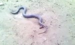 Funny Video : Schlangengeburt