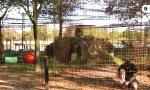 Lustiges Video : Kehre einer Großkatze nie den Rücken