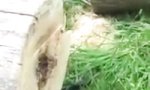 Funny Video : Kleine Überraschung im gefällten Baum