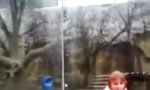Lustiges Video - Kehre einem Tiger nie den Rücken