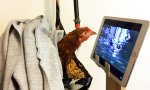 Bildungsfernsehen für Hühner