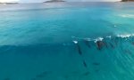 Movie : Delfine surfen vor australischer Küste