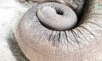 Schlummerliedchen für den Dickhäuter