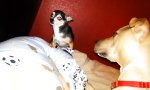 Lustiges Video : Kleiner Chihuahua mit großem Maul