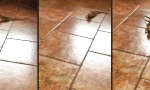 Lustiges Video - Bartagame im Durchstart-Modus