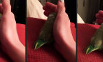 Lustiges Video : Vogel braucht Zuneigung