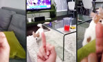 Funny Video : Hund hasst Stinkefinger