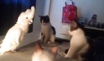 Movie : Ein Kakadu unter Katzen