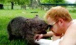 Lustiges Video : Wombat crasht Picknick