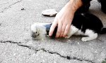 Kitten Rescue