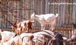 Funny Video - Ziegen und Rhinos