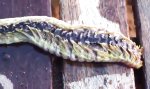 Lustiges Video : Alien-Wurm