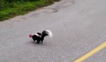 Lustiges Video : Rettung eines Stinktiers