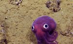 Lustiges Video : Tintenfisch wie aus dem Comicbuch