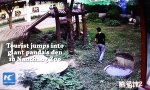 Funny Video : Panda-Wrestler