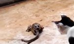 Lustiges Video : Katze vs Schlange vs Frosch