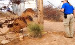 Lustiges Video : Keine Angst vorm Löwen