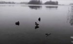 Lustiges Video - Winterlandung like a Boss