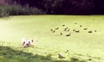 Hund jagt Enten auf der Wiese