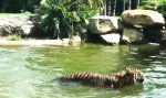 Funny Video - Ente spielt mit dem Feuer