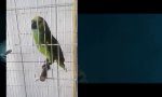Lustiges Video : Wer holt mich hier raus? ich bin ein Star!