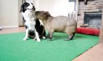 Wasserschwein und Collie