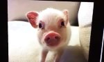 Lustiges Video : Ultimative Pigception
