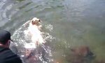 Funny Video : Hund kann Brustschwimmen