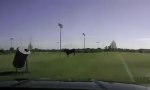 Lustiges Video - Bulle verfolgt Kuh
