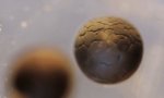 Lustiges Video - Zellteilung im Zeitraffer