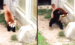 Lustiges Video : Wahhh, ein Stein!