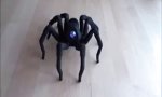 Robo-Spinne tanzt Mambo