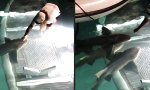 Lustiges Video : Die Hai-Streichlerin