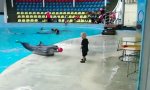 Delfin als perfekter Ballspielpartner