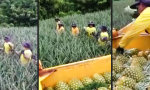 Lustiges Video - Ananas-Ernte mit System
