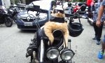 Funny Video : Garfield ist unter die Biker gegangen