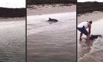 Lustiges Video : Rettung eines Delfin-Babies