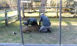 Movie : Geparden-Karussell