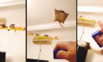 Movie : Meine Sugar Glider und ich