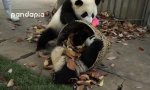 Lustiges Video : Kleine Pandas wollen beschäftigt sein