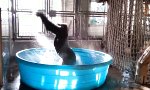 Funny Video : Gorilla tanzt im Pool like a Maniac