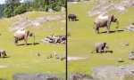 Elefantenbaby jagt Vögel und rutscht aus