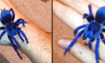 Funny Video - Blaue Tarantel