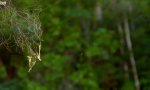 Lustiges Video : Spinne schießt 25-Meter-Netz
