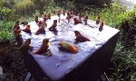 Kolibri Pool Party