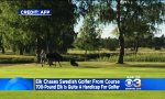 Funny Video : 350 kg Elch jagt Golfer