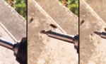 Movie : Bohrmaschine als Fliegenkarussell