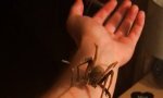 Movie : Giftigste Spinne der Welt auf nackter Haut