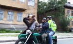 Funny Video : Neues vom Motorrad-Bären