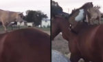 Funny Video - Shut up woman, Goat on my horse